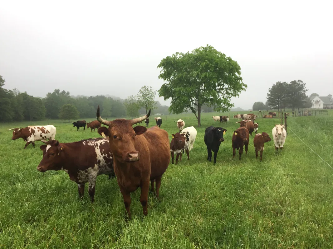 Mixed herd of cattle, a longhorn cow at the front, grazing a green pasture on a misty morning.