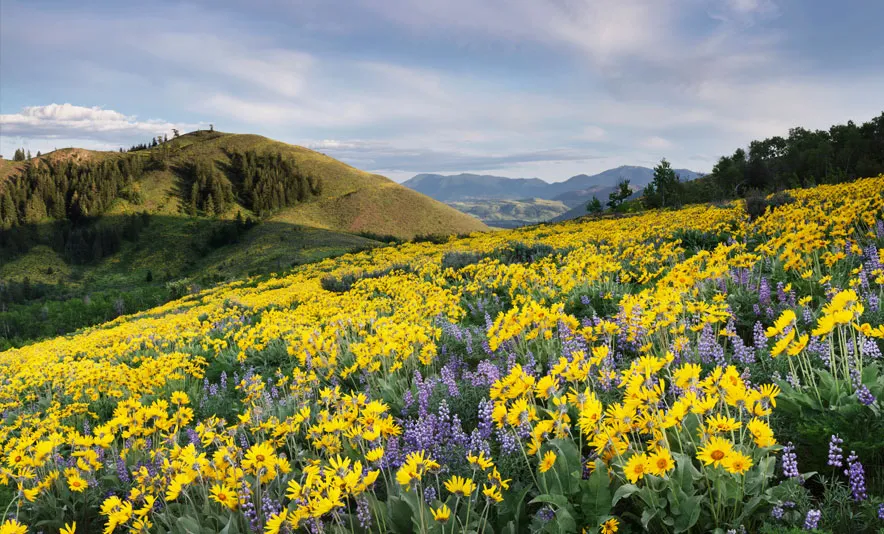 Hillside meadow of yellow balsamroot and purple lupine, with forested hills and distant mountains beyond.