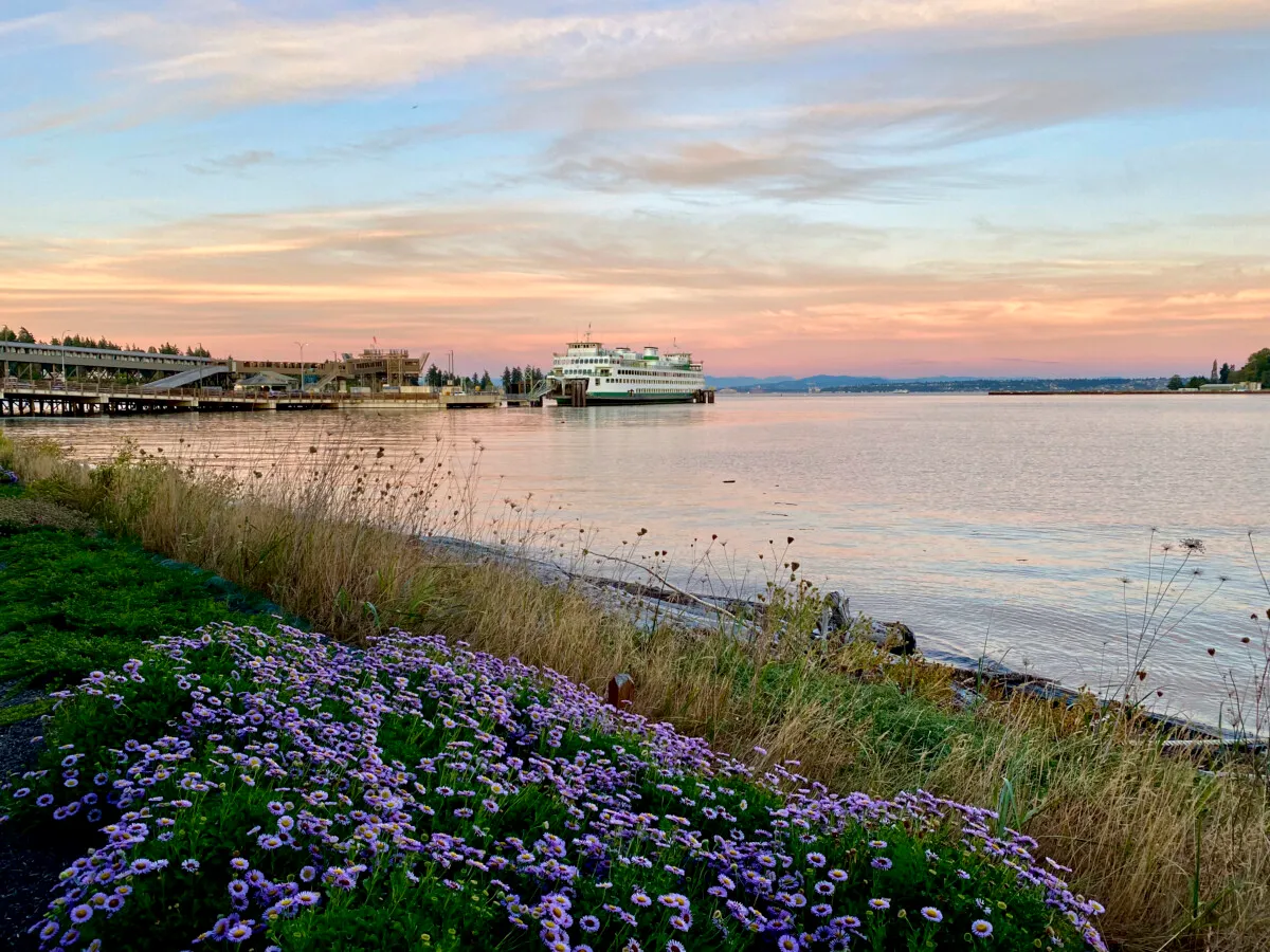 Ferry at its terminal on calm water at dusk, seen from a shoreline bank of purple asters and dry grass.